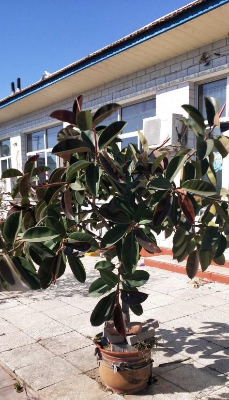 龟背竹|家庭养花,健康排在第一位,四种树随便放一种,吸甲醛效果强