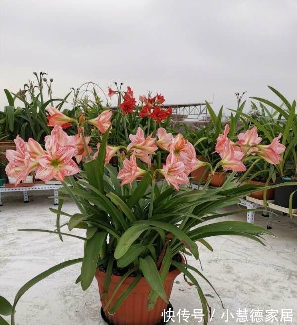 养分|4种“再生花”,九月“翻盆”开花多,花盆里还有“惊喜”很多
