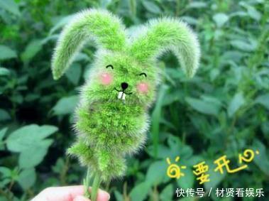 积液|农村野草“狗尾巴草”出名了，搞碎敷用几天，腿不疼积液消失不见