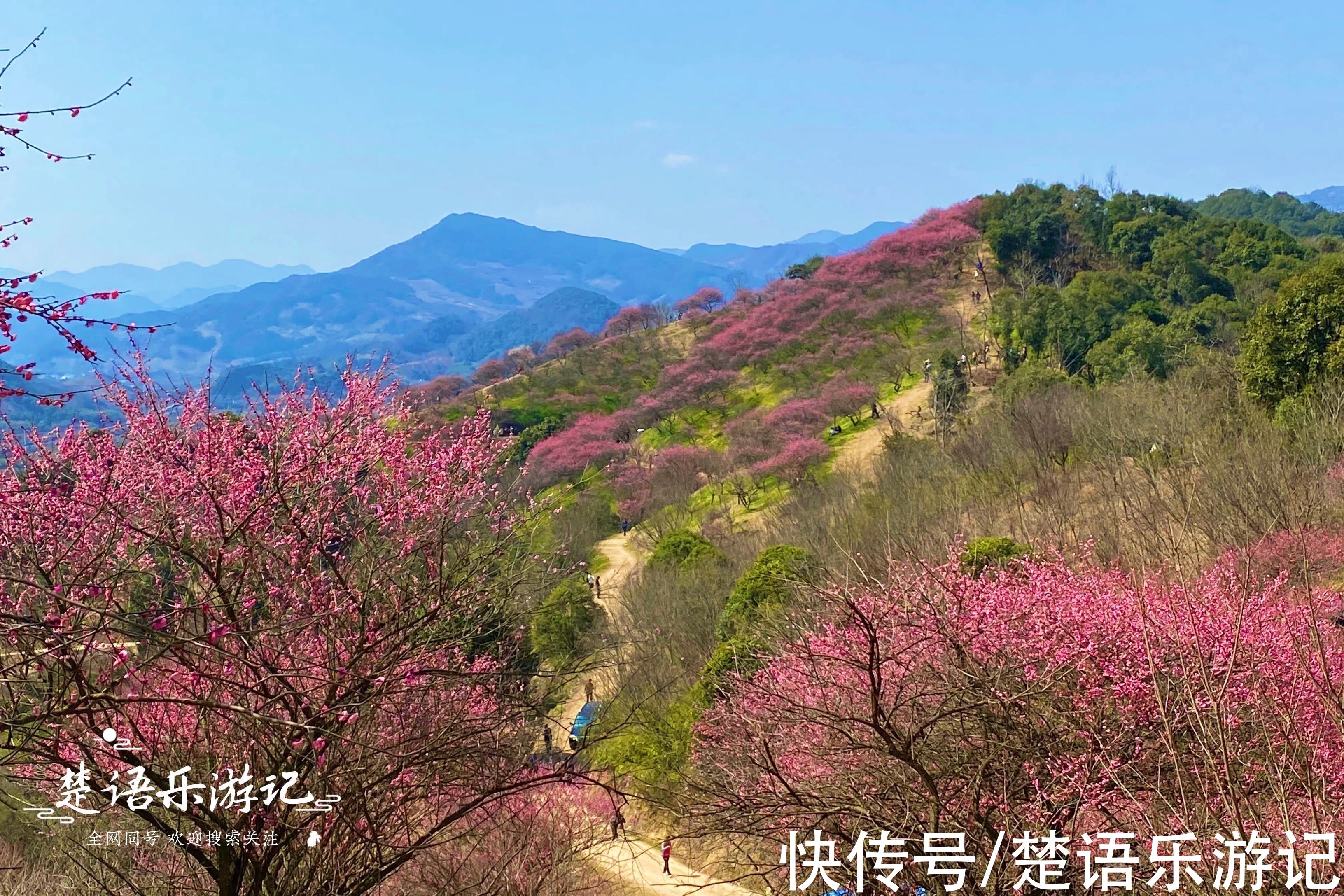 梅花谷|宁波这个古村成为网红村，梅花开时吸引游人无数，桃花盛开更精彩