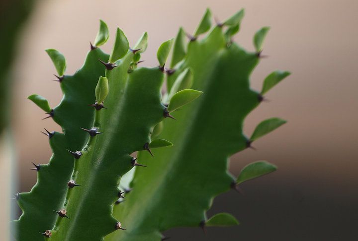 养花试试这几款，花朵优雅非常适合中老年人