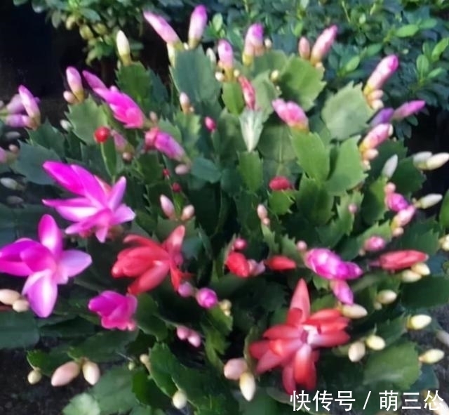 如果你是新手养蟹爪兰，尽量不要一棵嫁接多色，因为很难一起开花