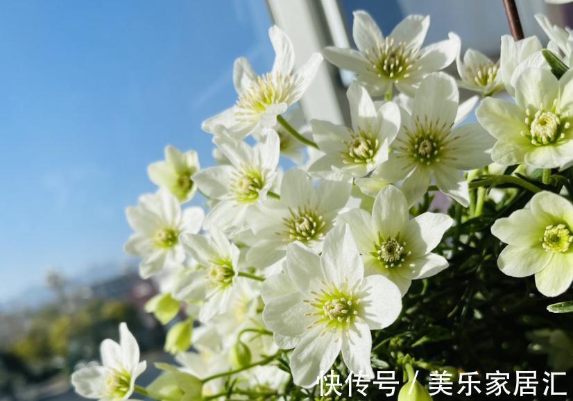 浇水|入冬修剪,这9种花,剪错不开花、杆子会枯死