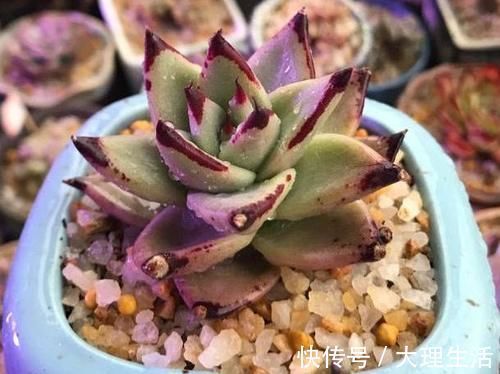 草木灰|多肉养根篇:往盆底放些“它们”,叶子肥成球,根须挤满盆