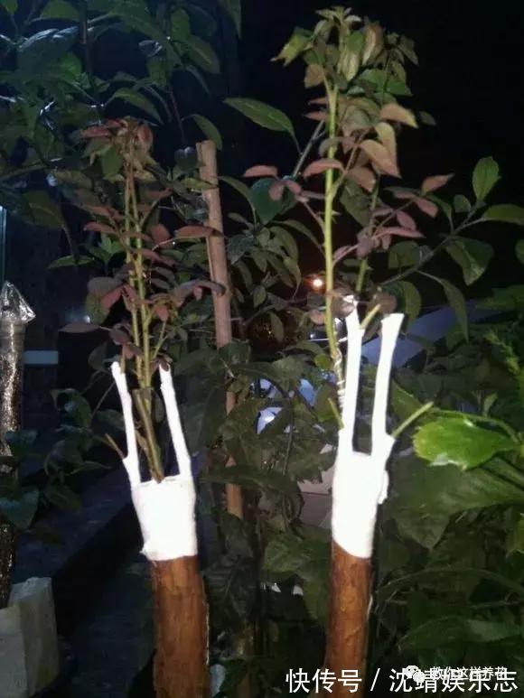 木香|月季养成树，开花一团团，轻松开成大花球，阳台也能养得好！