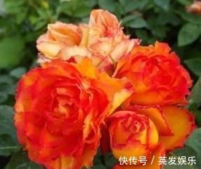 埃斯托里尔|一款专为盛夏而生的花卉，花色红艳无与伦比，花香怡人，好看易养