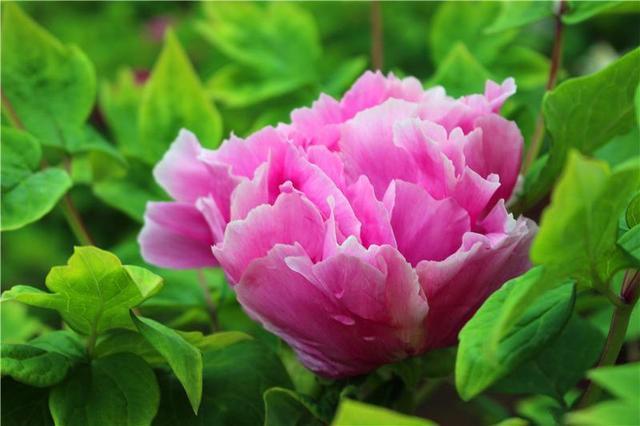 牡丹移植成盆景容易死,没掌握这些技巧,肯定不好活