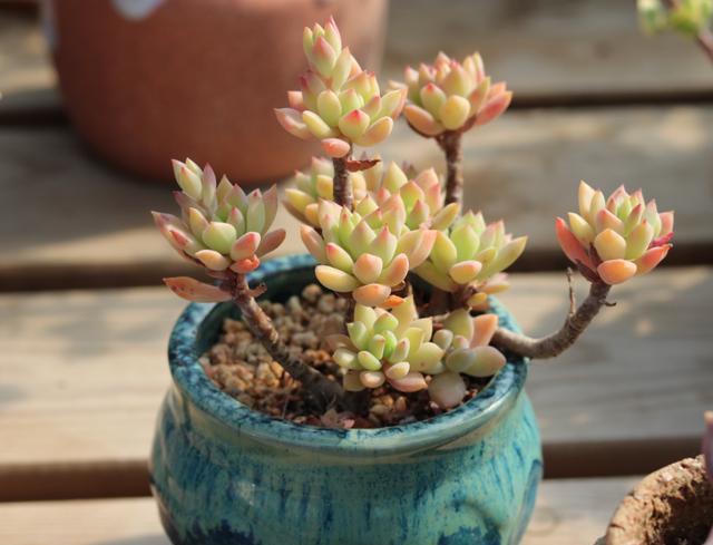 想养好多肉植物,浇水“学问大”,记住此“方法”,一生都受用