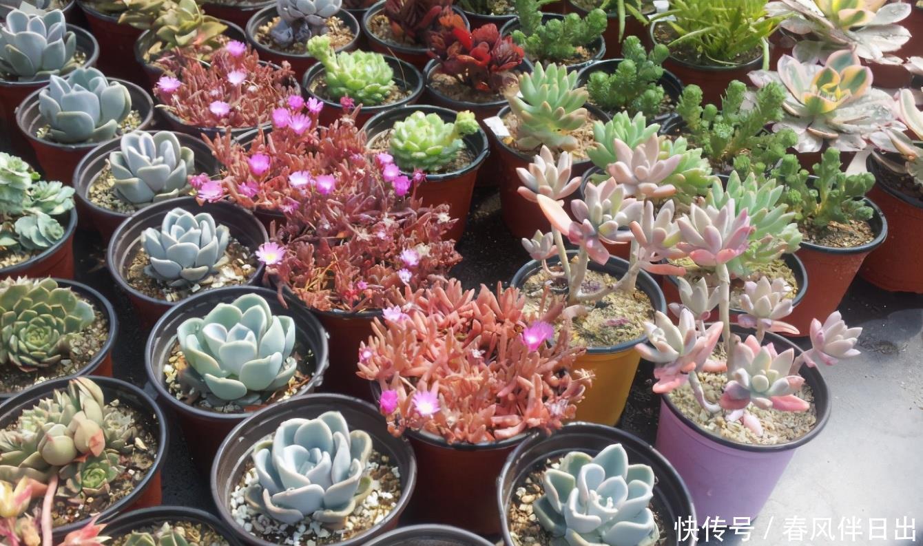 谨记|夏季该怎么处理怕热的多肉?谨记3点,秋日才能更美,早出状态