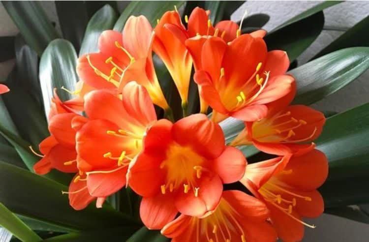 喜欢养花,不如试试这几款,给点阳光就灿烂,超级好养