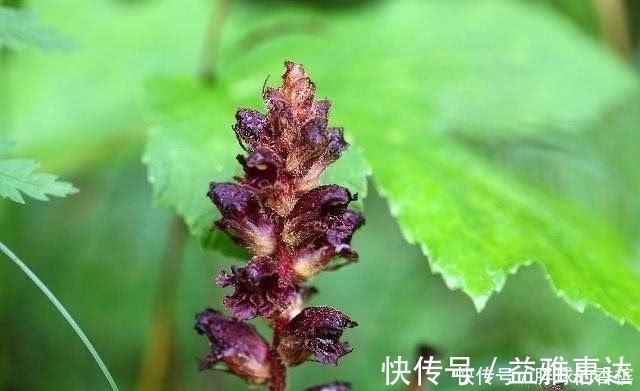 搭配|生姜和“它”搭配,男人常吃,助男人“阳气十足”,更有男人味