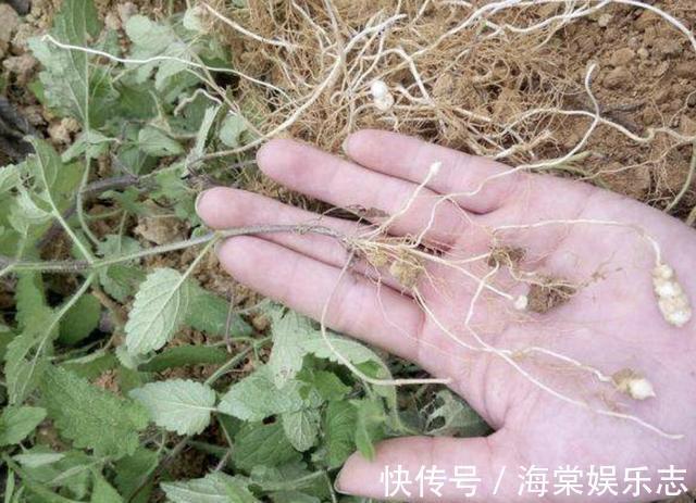 龙葵|农田里，生长着1种“杂草”，人称“地环”，1公斤“70元”，珍贵