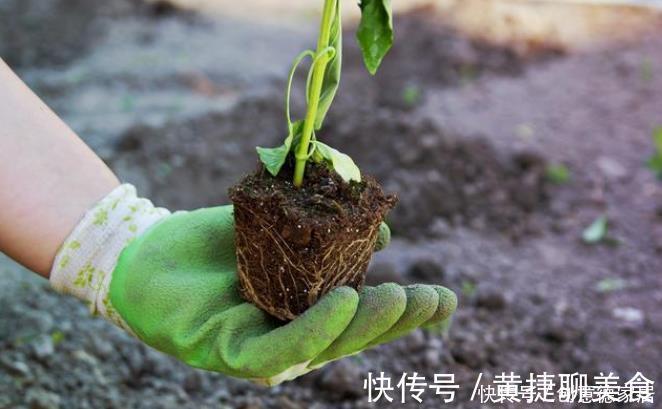 养花|养花最怕4种土,半年变空盆,要是用这些土种花,赶紧换