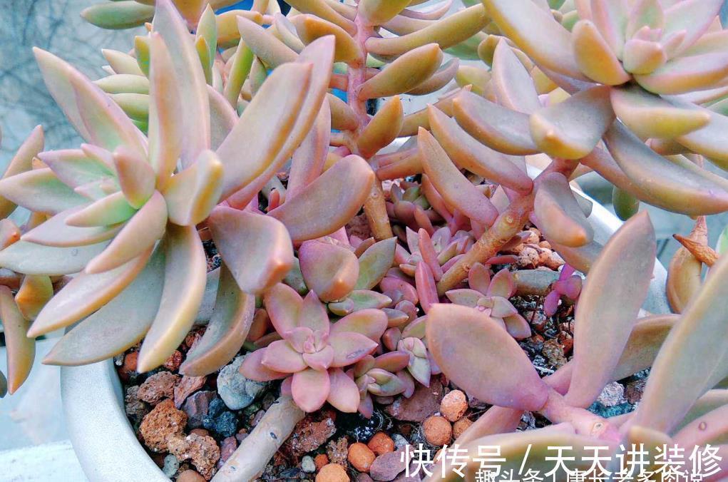 懂得|养多肉并非一定要用专用土,只要懂得配土我们自己DIY也是可以的