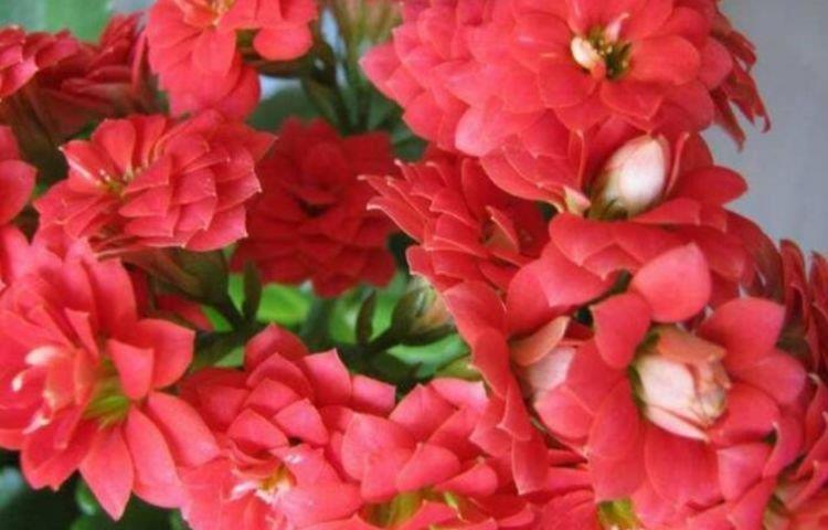 光照|4种花,超爱开花,一年四季开花不断,旺运一整年