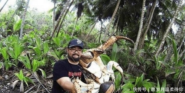 椰子蟹|聪明的螃蟹特别爱吃椰子肉, 我国网友说一口锅放不下