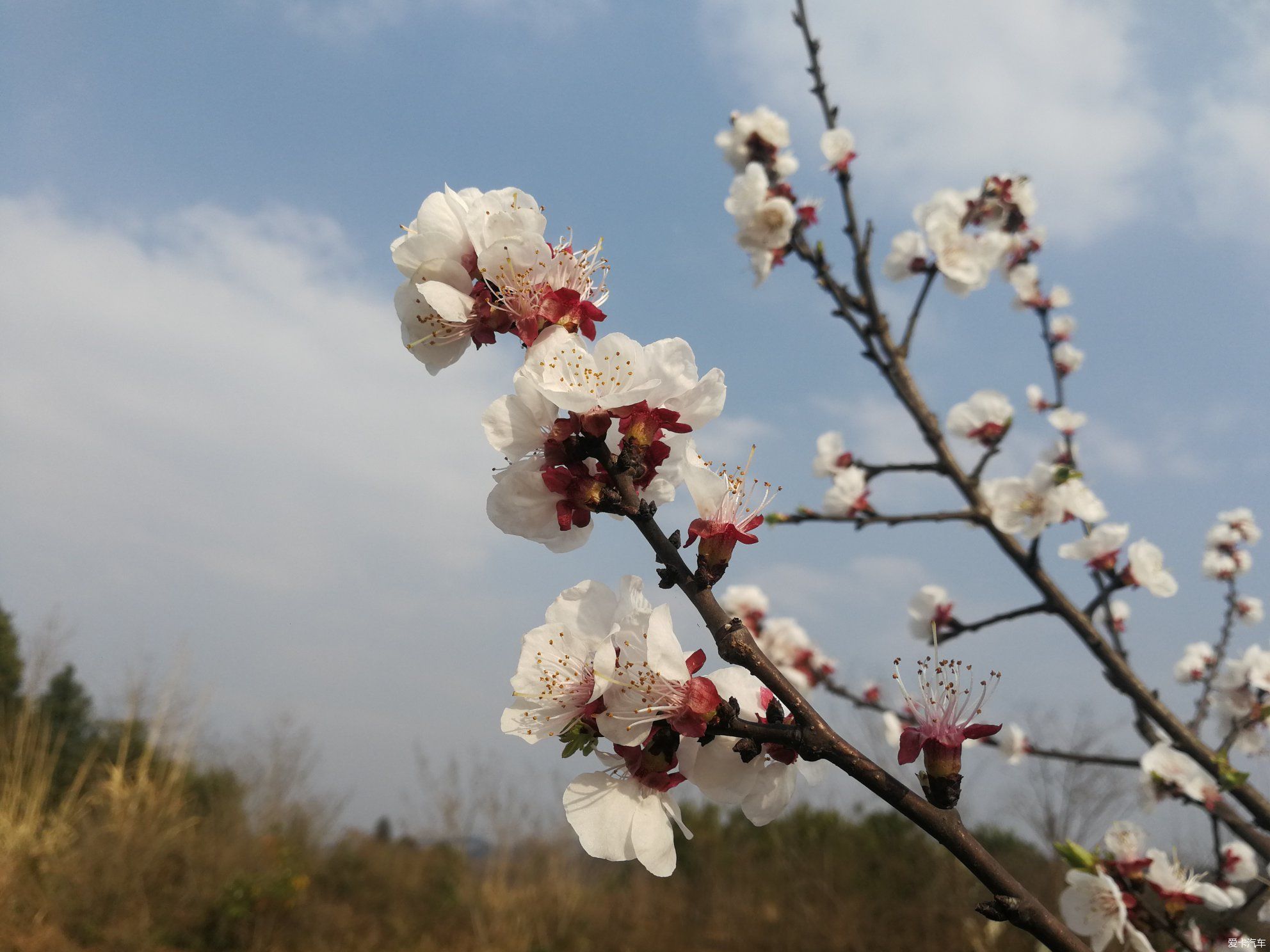 不负春光，乡村赏花