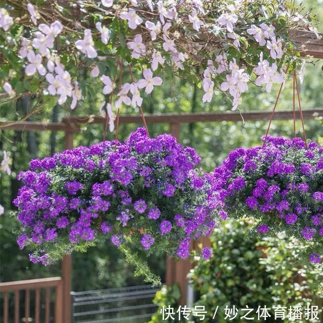 最爱晒太阳的8种花,越晒开花越多,阳台养几盆,开花成海