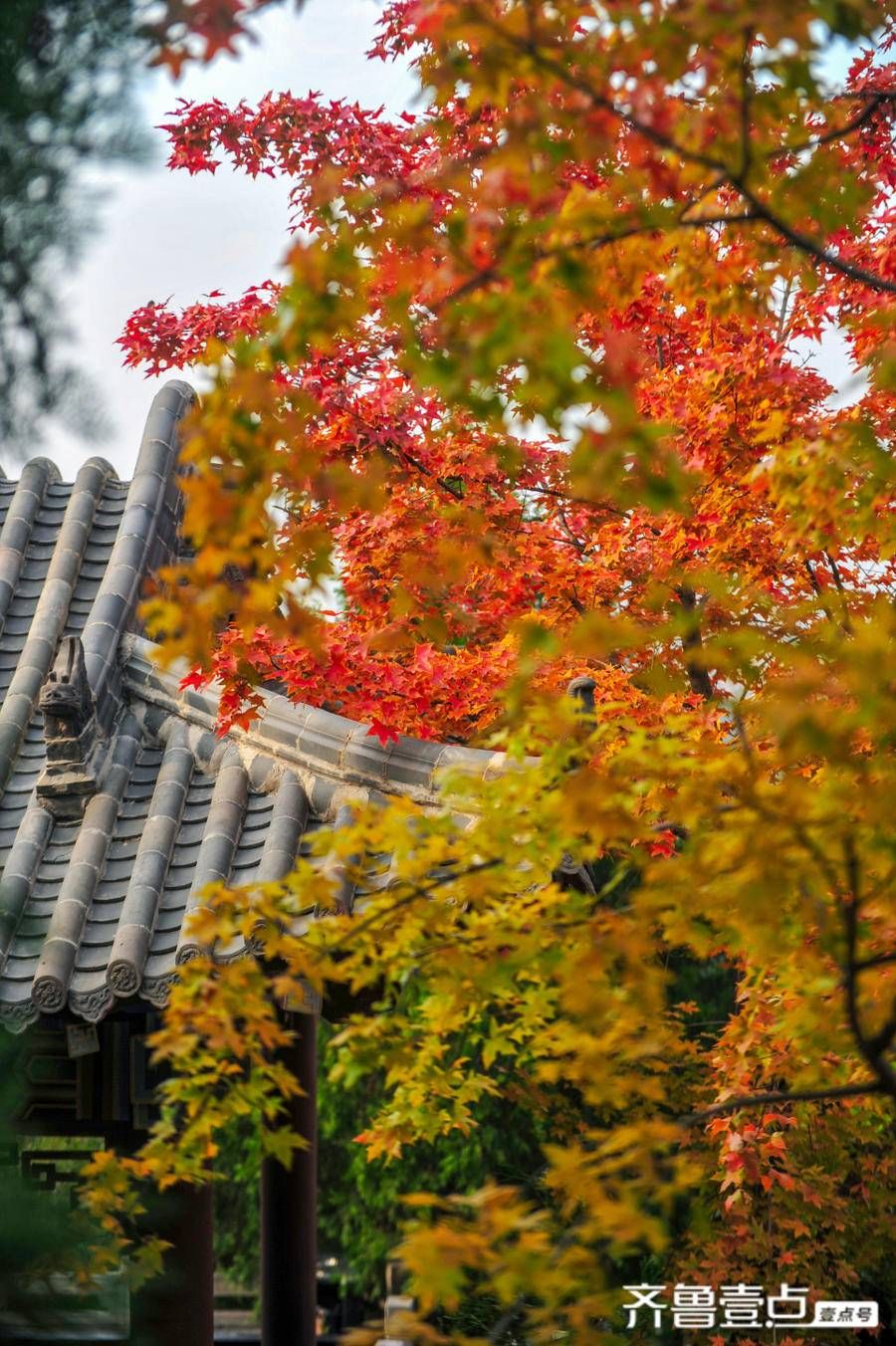 观赏处|佛慧山上秋意浓，五彩枫叶醉金秋