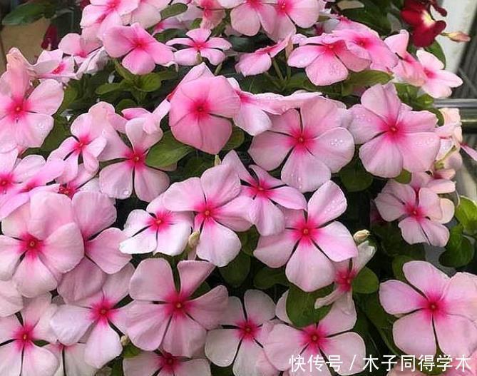 四季海棠|4种花被称为“开花王”,一开就是300天,特适合养家里