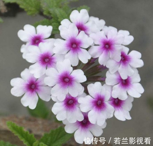 此花被称为花中美人，花朵盛开令人流连忘返，象征着相守家庭和睦