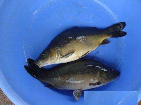 50年前是“救命粮”,味道鲜美,今存量多达10万吨却不让吃