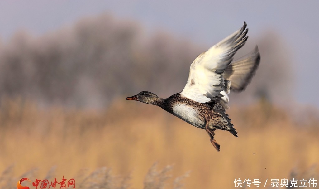 【陇拍客】甘肃张掖：芦苇荡里鸭戏水 冬日公园添生趣