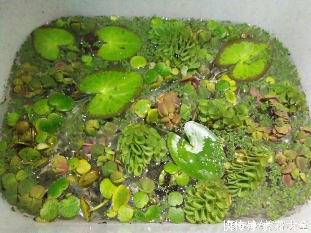 叶片|10种花太能喝水，一天一瓢水，7天爆满缸