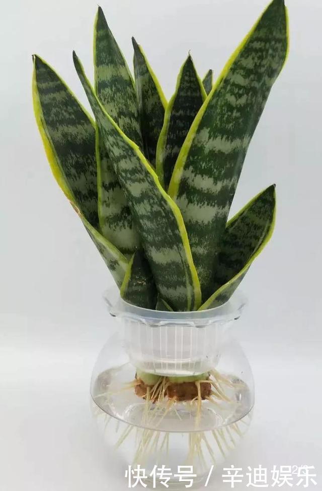 3种花养不好“别放弃”，直接扔水里，10天就生根，比绿萝还好养