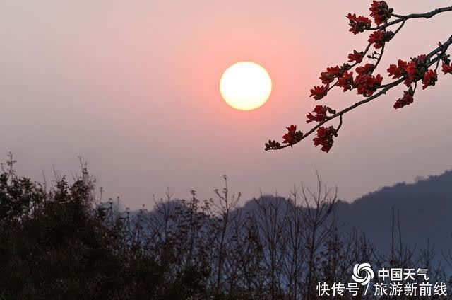 木棉花|海南昌江：木棉花进入盛开期 花朵绽放红似火