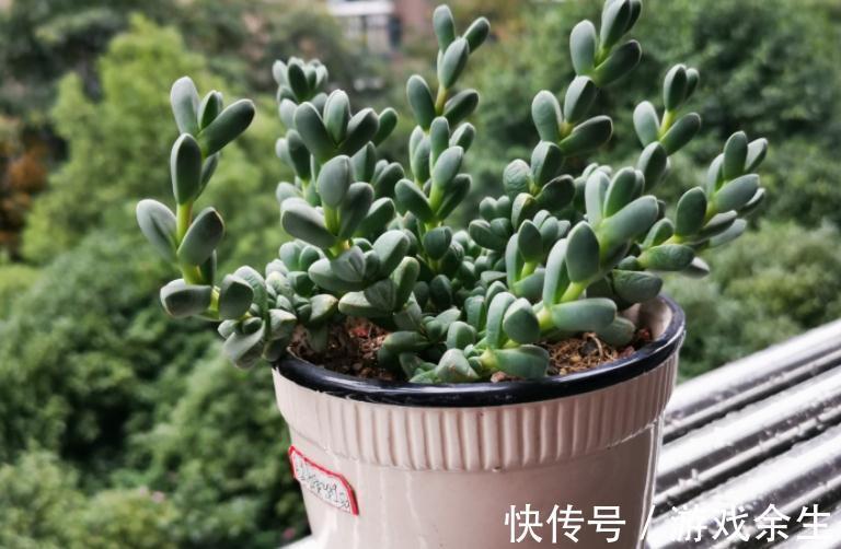 该怎么将鹿角海棠养成老桩?掌握住这些“修剪要领”就能实现