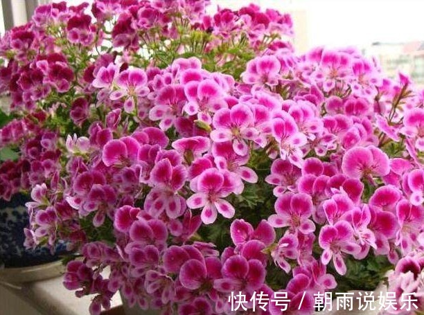 枝条|这6种漂亮的盆栽植物,原来不用花钱买,后悔现在才知道!