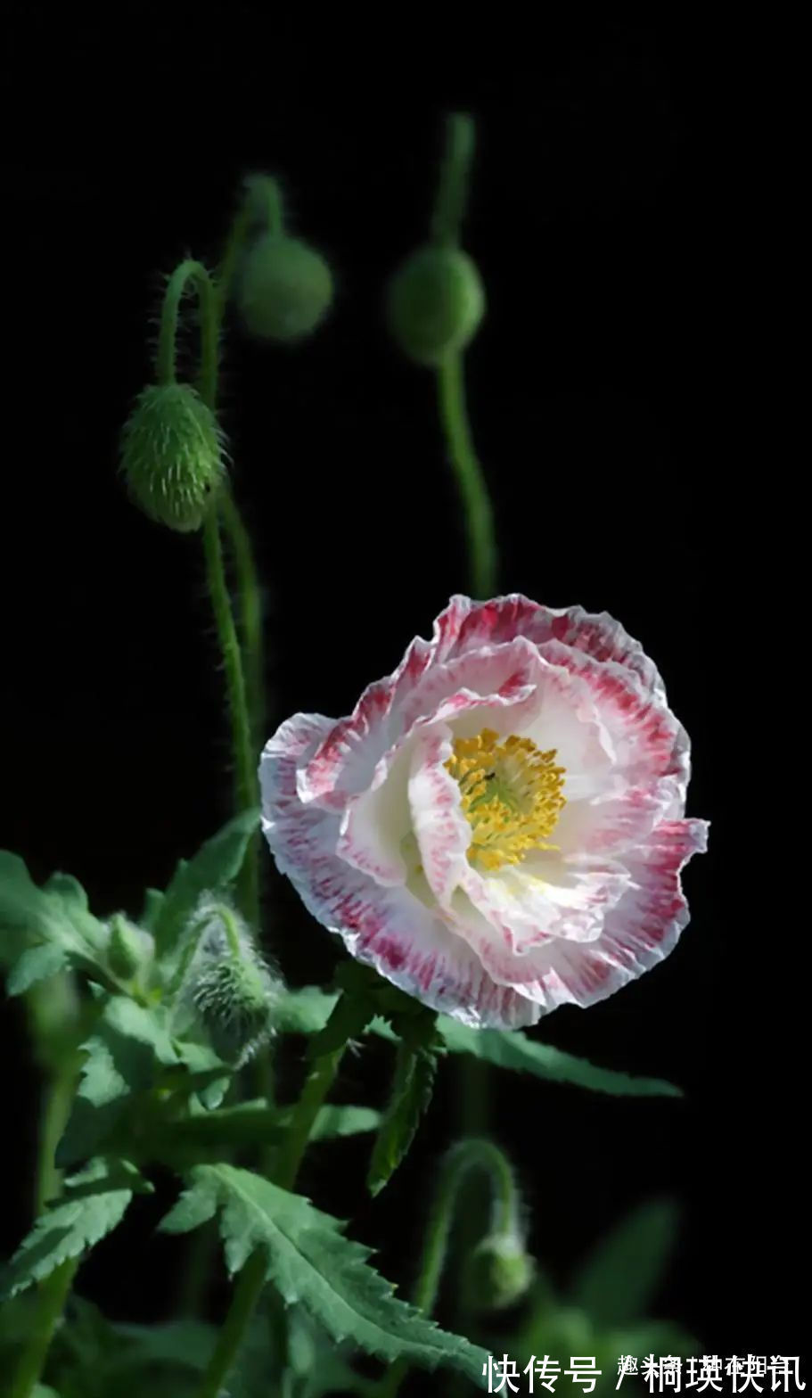 台长|“舞草”虞美人,当微风拂过阳台,它如同飞舞的彩蝶栩栩如生!