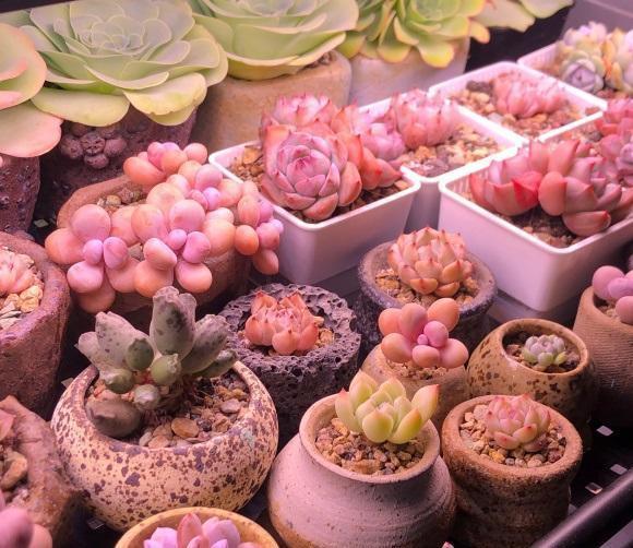 多肉植物|养了这么长时间的多肉,你有后悔吗?是不是也想要出坑了!