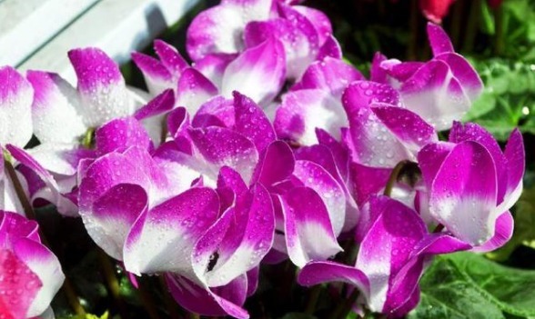 喜欢菊花,不如养盆“盆花之王”仙客来,花繁叶茂,色彩鲜艳