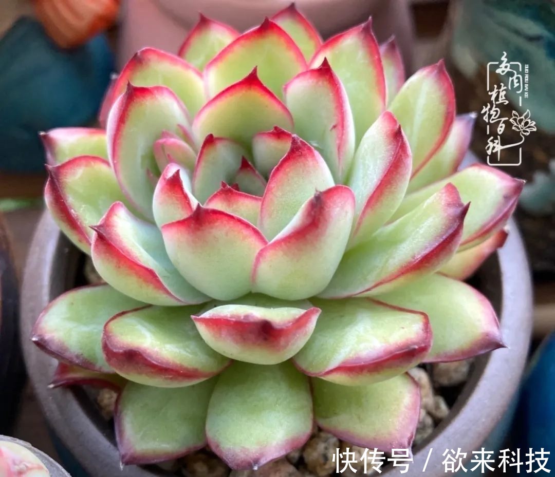 柴米油盐的日子,养几盆多肉吧,为生活添几抹色彩!