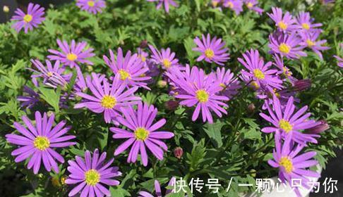 农历十月初一霜降后,养什么花?以下3种花,喜迎新春阖家欢乐