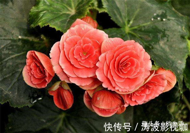 客厅养花,不如养盆“开花精品”丽格海棠,花朵茂密,花香四溢