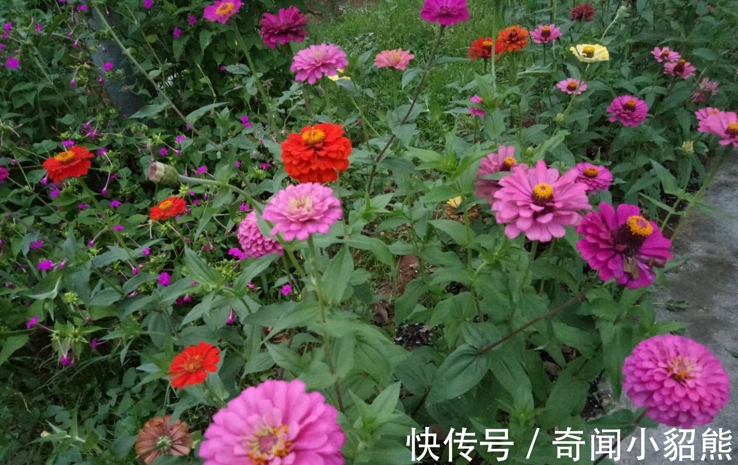 生命力|名字是草却是花,你认识这种植物吗?