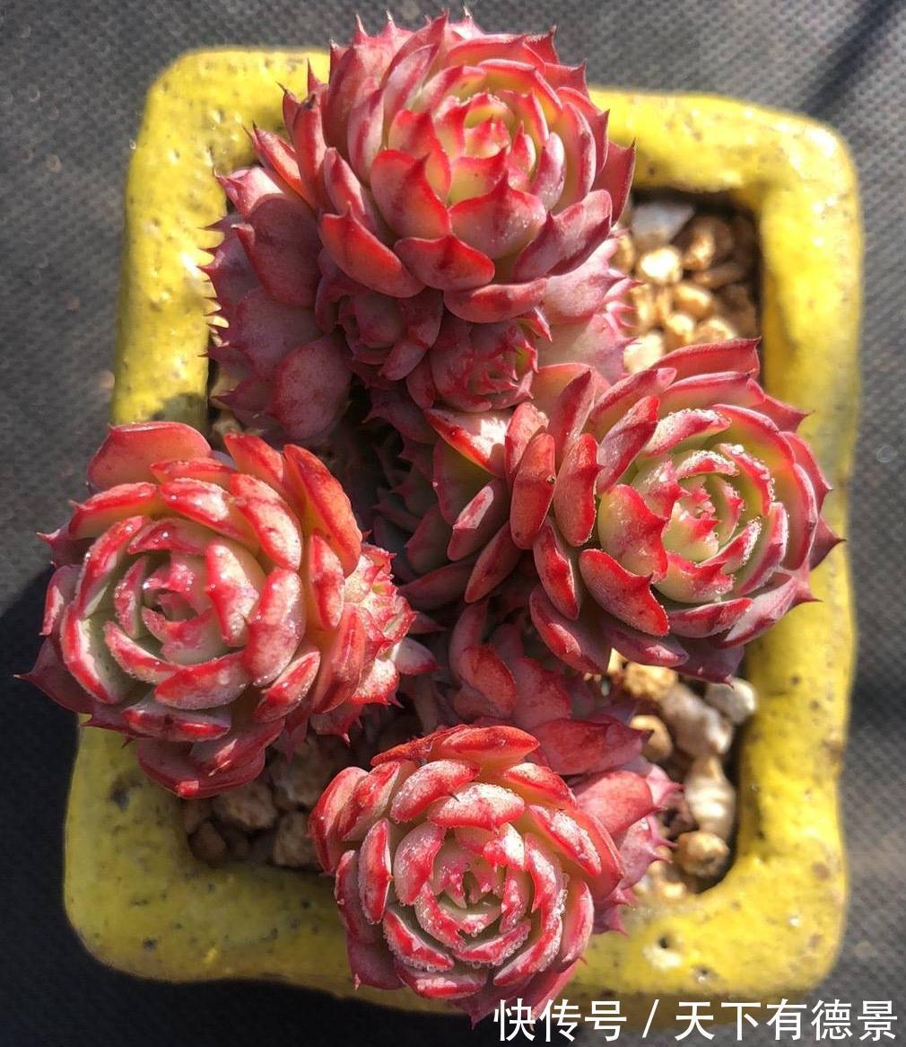 2种很好养的多肉,很皮实很好活,颜色和形状都美,越养越多