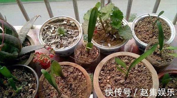 土壤|养花不用买土,用这几样东西掺一块儿,种什么花草都旺