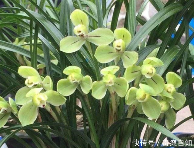 兰花容易出现软腐病做好这“4件事”,及时预防,才能株壮花美!