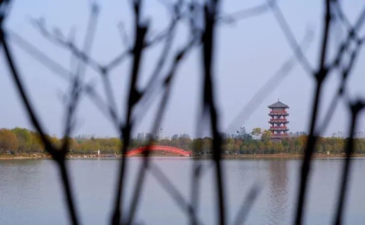 银杏|霜降枫红银杏黄，黄龙湿地公园染秋色