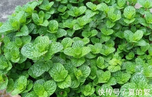 此花是充满希望的植物，即使生活不如意，也要笑着去面对