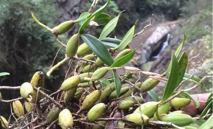肺热|立秋后,肺热咳嗽不止,常用此草煮水,养阴润肺,咳嗽不咳