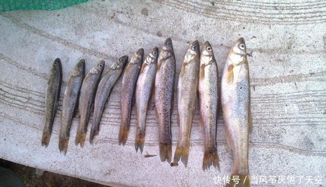 曾被认为是“小杂鱼”，殊不知已成鱼中珍品，80元1斤，别错过