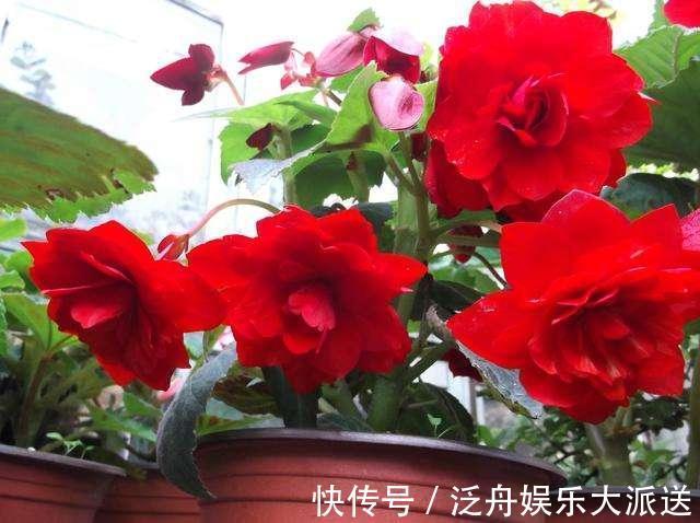 月季花|最恩爱的草花,姿色不输牡丹、月季花,双双对对、天长地久一起开