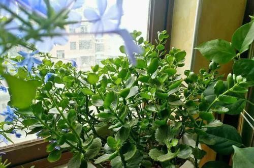 沙漠玫瑰|养这三种花，盆越小，开的花越多，放大盆还容易死