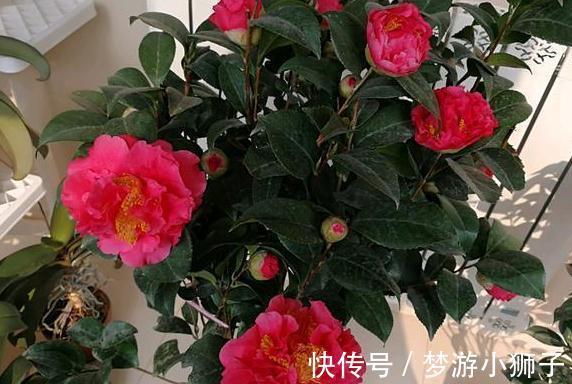 它是茶花之王,香味浓郁,美胜牡丹,超大花量,抗热抗寒还好养