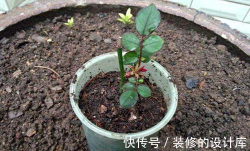 秋天扦插月季都是没长根就先发芽，全部没成活，怎么回事